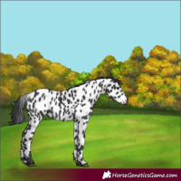 Horse Color:Black Appaloosa 