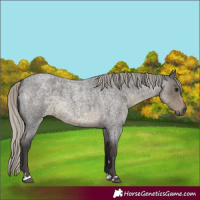 Horse Color:Silver Smoky Blue Roan 