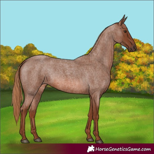Horse Color:Red Roan 