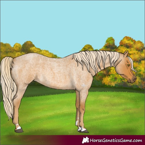 Horse Color:Palomino Roan 