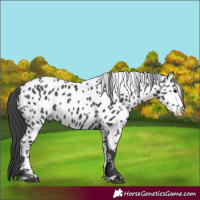 Horse Color:Black Appaloosa 