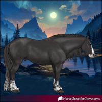 Horse Color:Smoky Black  and Smoky Black Splash 