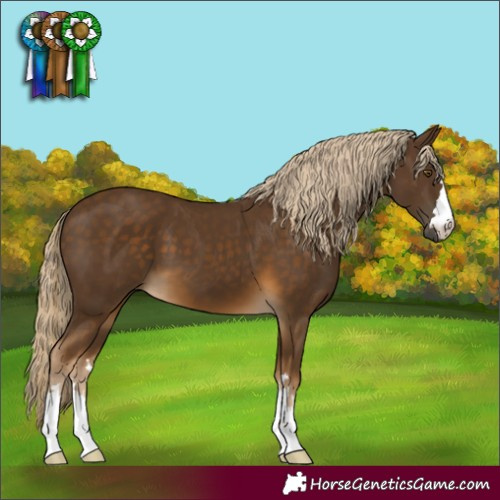 Horse Color:Chocolate Palomino 