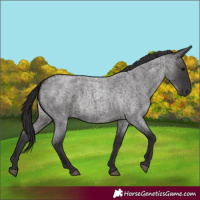 Horse Color:Smoky Blue Roan 