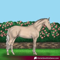 Horse Color:Cremello