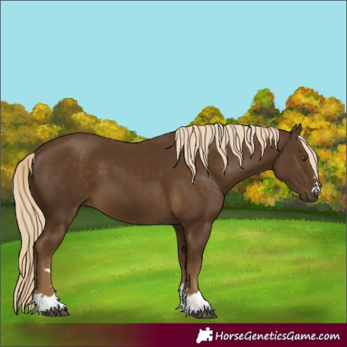 Horse Color:Chocolate Palomino