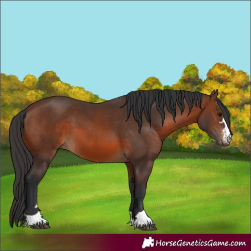 Horse Color:Brown 