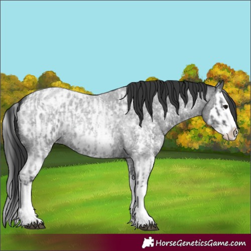 Horse Color:Blue Roan Sabino Splash  and Blue Roan Sabino Splash Blanket 