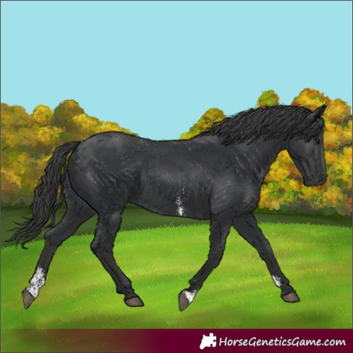 Horse Color:Unknown 
