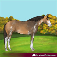 Horse Color:Buckskin Sabino