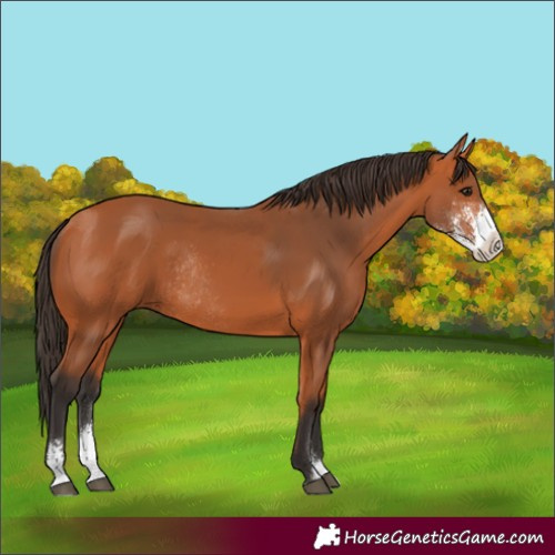Horse Color:Bay Sabino Rabicano