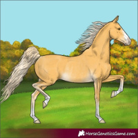 Horse Color:Palomino Rabicano 