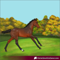 Horse Color:Bay 