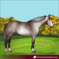 Horse Color:Gray Bay 