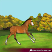Horse Color:Gray Buckskin Sabino