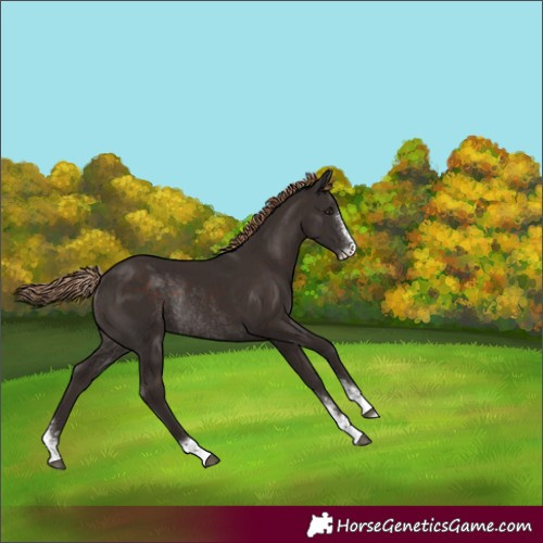 Horse Color:Liver Chestnut Sabino Rabicano 