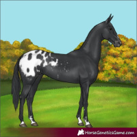 Horse Color:Black Appaloosa 