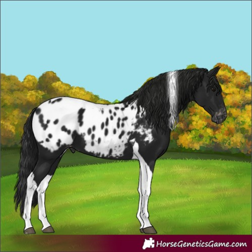 Horse Color:Gray Black Tobiano Appaloosa 