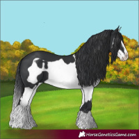 Horse Color:Black Splash Frame  and Black Splash Frame 