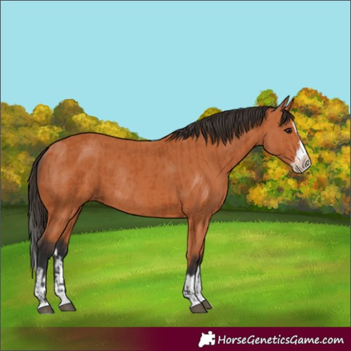 Horse Color:Bay Splash Frame and Bay Splash Frame Rabicano