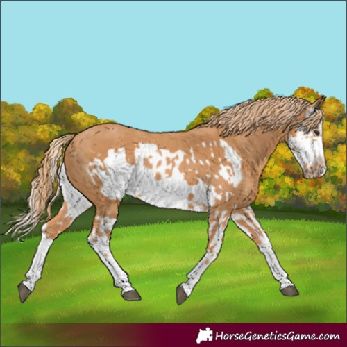 Horse Color:Chestnut Splash Frame  and Chestnut Splash Frame 