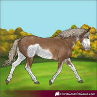 Horse Color:White Spotted Chocolate Palomino Frame