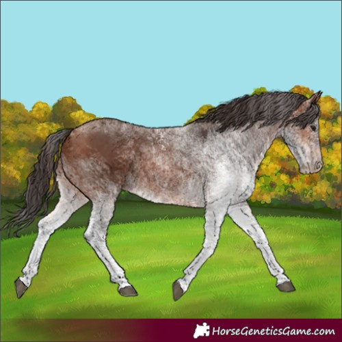 Horse Color:White Spotted Bay 