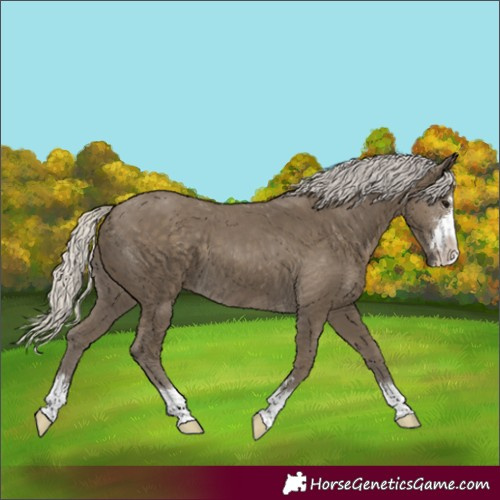 Horse Color:Silver Smoky Black 