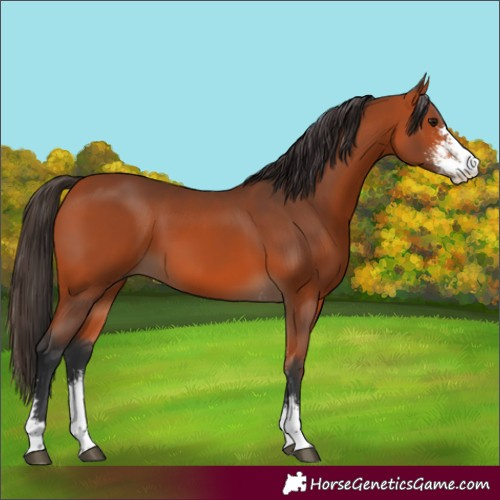 Horse Color:Bay Sabino