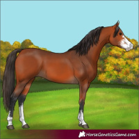 Horse Color:Bay Sabino
