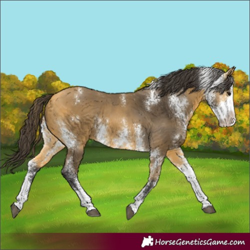 Horse Color:Buckskin Sabino 