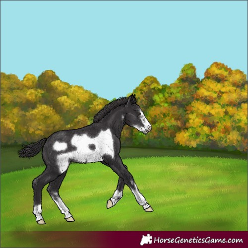 Horse Color:Smoky Black Frame