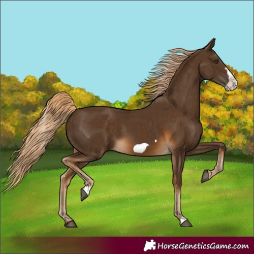 Horse Color:Chocolate Palomino Frame 
