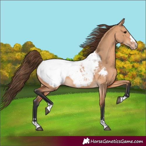 Horse Color:Bay Dun Snowcap 