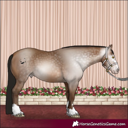Horse Color:Gray Amber Champagne 