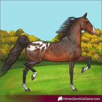 Horse Color:Brown Appaloosa 