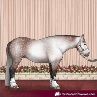 Horse Color:Gray Bay