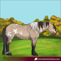 Horse Color:White Spotted Bay Dun