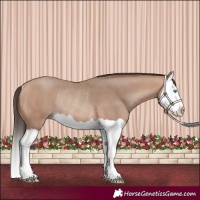 Horse Color:Amber Champagne Splash Rabicano 