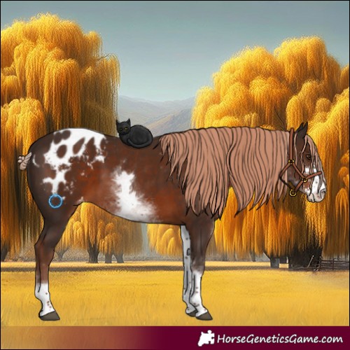 Horse Color:White Spotted Liver Chestnut Sabino Blanket