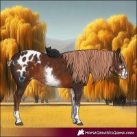 Horse Color:White Spotted Liver Chestnut Sabino Blanket 