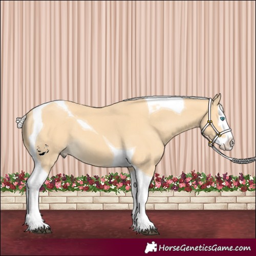 Horse Color:Silver Buckskin Splash Tobiano 