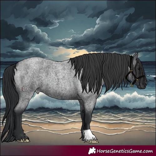 Horse Color:Blue Roan 