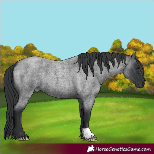 Horse Color:Blue Roan