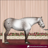 Horse Color:Gray Chestnut 