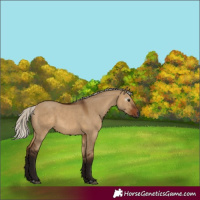 Horse Color:Gray Silver Bay Dun 