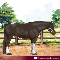 Horse Color:Liver Chestnut Tobiano 