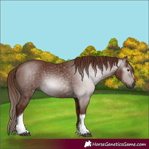 Horse Color:Gray Chestnut Tobiano