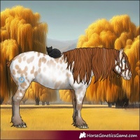 Horse Color:Gray Buckskin Pearl Appaloosa 