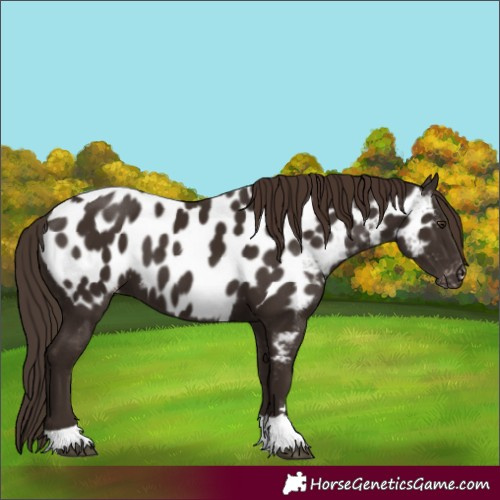 Horse Color:Liver Chestnut Tobiano Appaloosa 
